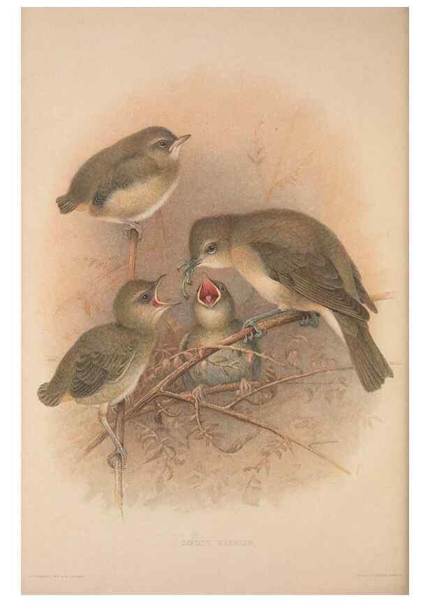 Reproducción/Reproduction 49716807486: The British warblers :. London :R.H. Porter ...,1907-1914.. 
