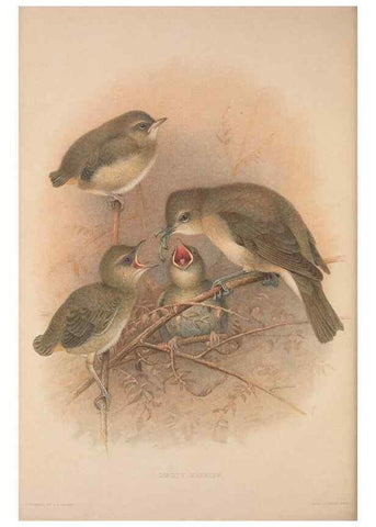 Reproducción/Reproduction 49716807486: The British warblers :. London :R.H. Porter ...,1907-1914.. 