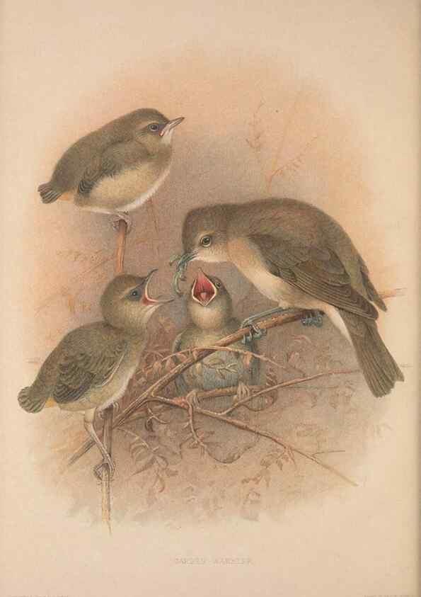 Reproducción/Reproduction 49716807486: The British warblers :. London :R.H. Porter ...,1907-1914.. 