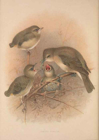 Reproducción/Reproduction 49716807486: The British warblers :. London :R.H. Porter ...,1907-1914.. 