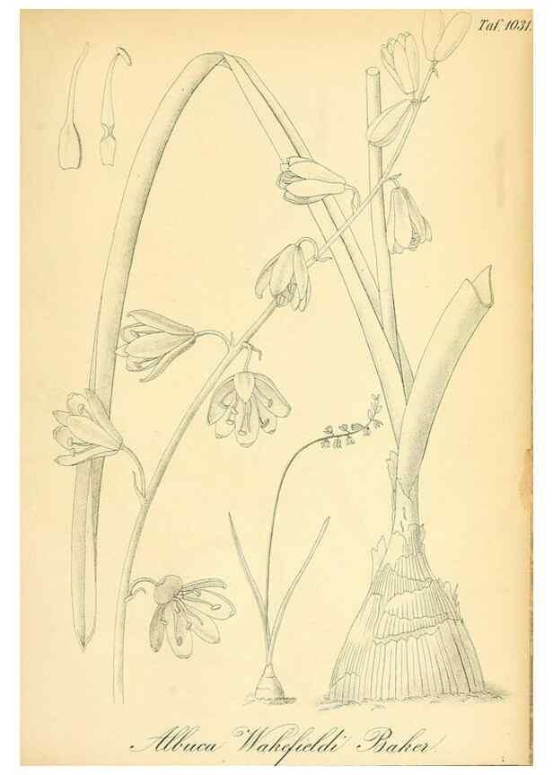 Reproducción/Reproduction 49716774286: Gartenflora.. Erlangen :F. Enke,1852-1940.. 