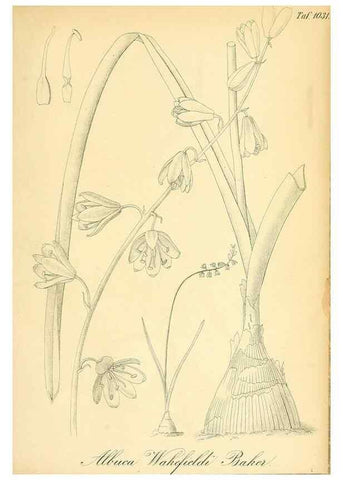Reproducción/Reproduction 49716774286: Gartenflora.. Erlangen :F. Enke,1852-1940.. 