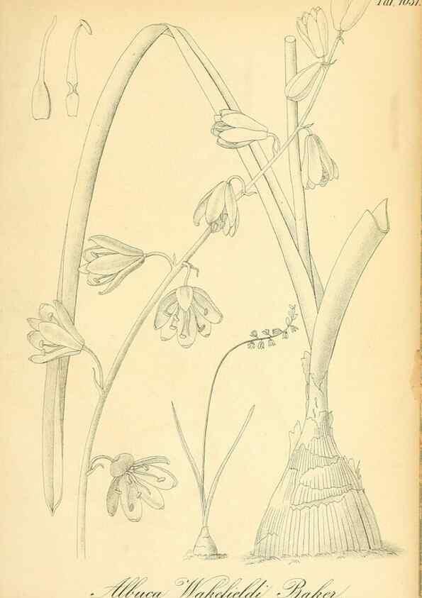 Reproducción/Reproduction 49716774286: Gartenflora.. Erlangen :F. Enke,1852-1940.. 