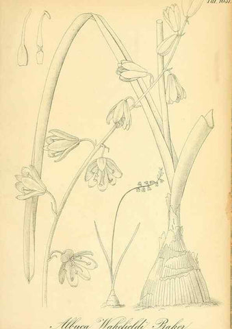 Reproducción/Reproduction 49716774286: Gartenflora.. Erlangen :F. Enke,1852-1940.. 