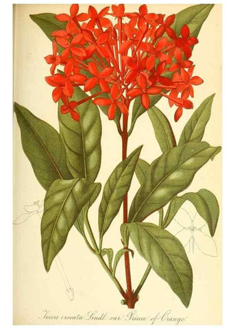 Reproducción/Reproduction 49716228523: Gartenflora.. Erlangen :F. Enke,1852-1940.. 