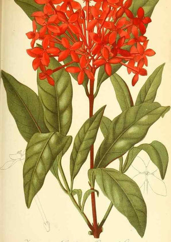 Reproducción/Reproduction 49716228523: Gartenflora.. Erlangen :F. Enke,1852-1940.. 