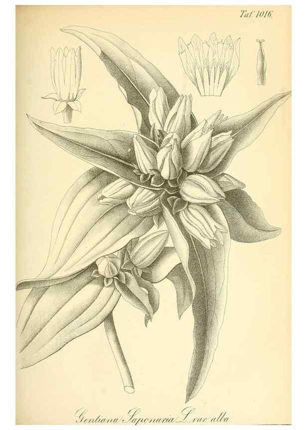 Reproducción/Reproduction 49716769221: Gartenflora.. Erlangen :F. Enke,1852-1940.. 