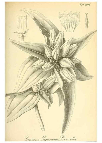 Reproducción/Reproduction 49716769221: Gartenflora.. Erlangen :F. Enke,1852-1940.. 
