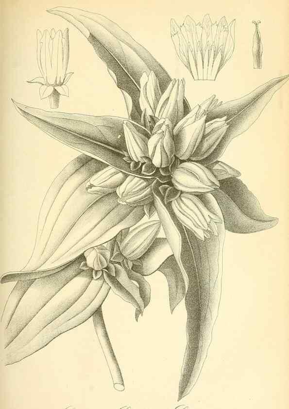 Reproducción/Reproduction 49716769221: Gartenflora.. Erlangen :F. Enke,1852-1940.. 