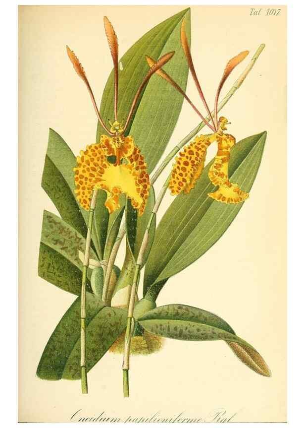Reproducción/Reproduction 49716769651: Gartenflora.. Erlangen :F. Enke,1852-1940.. 