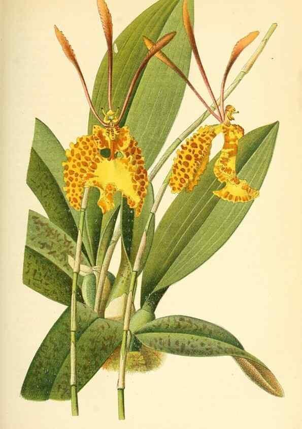 Reproducción/Reproduction 49716769651: Gartenflora.. Erlangen :F. Enke,1852-1940.. 