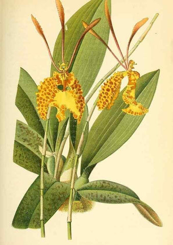 Reproducción/Reproduction 49716769651: Gartenflora.. Erlangen :F. Enke,1852-1940.. 