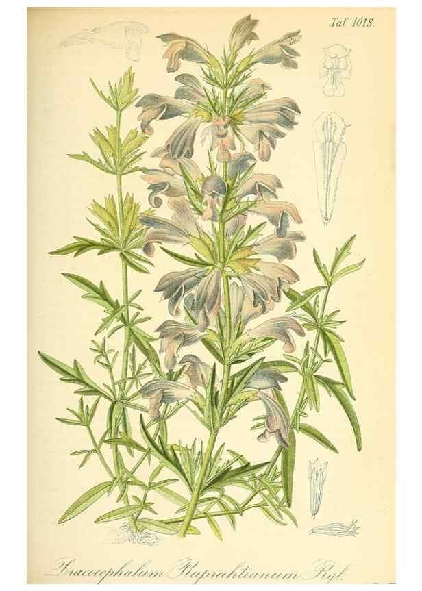 Reproducción/Reproduction 49717084987: Gartenflora.. Erlangen :F. Enke,1852-1940.. 