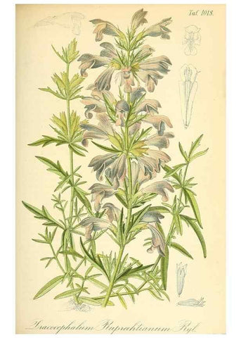 Reproducción/Reproduction 49717084987: Gartenflora.. Erlangen :F. Enke,1852-1940.. 