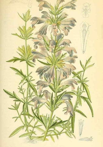 Reproducción/Reproduction 49717084987: Gartenflora.. Erlangen :F. Enke,1852-1940.. 