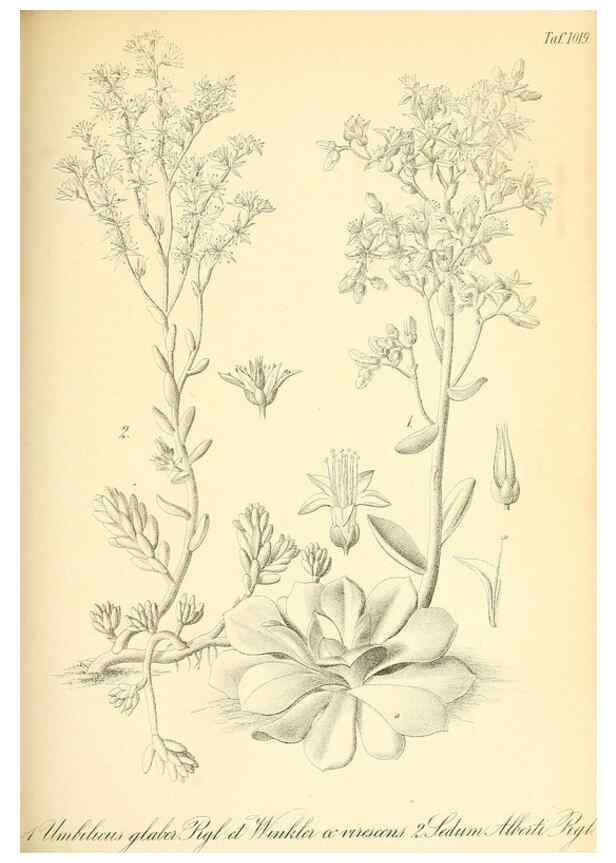 Reproducción/Reproduction 49716230098: Gartenflora.. Erlangen :F. Enke,1852-1940.. 