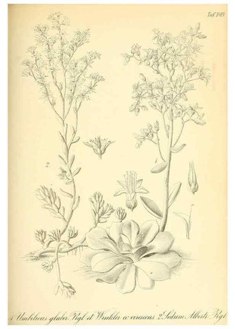 Reproducción/Reproduction 49716230098: Gartenflora.. Erlangen :F. Enke,1852-1940.. 