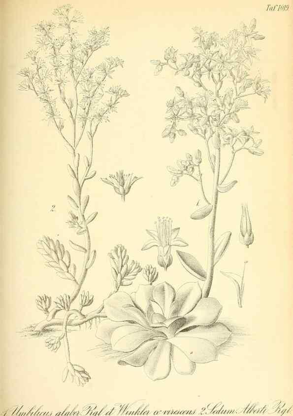 Reproducción/Reproduction 49716230098: Gartenflora.. Erlangen :F. Enke,1852-1940.. 