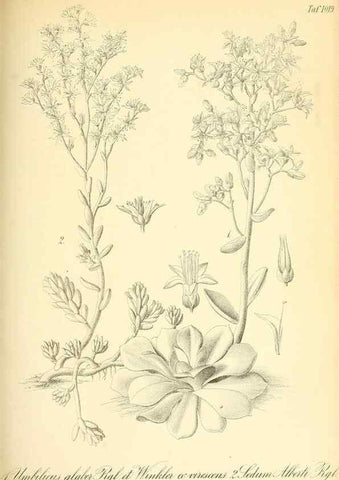Reproducción/Reproduction 49716230098: Gartenflora.. Erlangen :F. Enke,1852-1940.. 