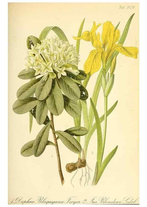 Reproducción/Reproduction 49716230468: Gartenflora.. Erlangen :F. Enke,1852-1940.. 