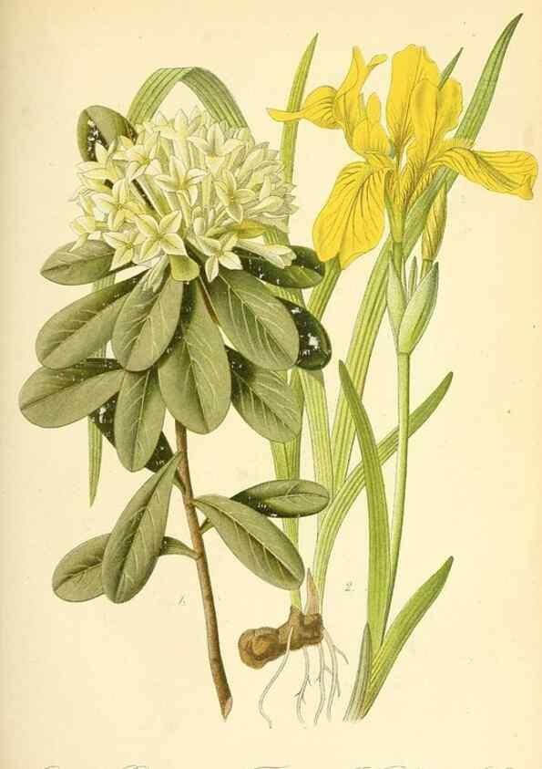 Reproducción/Reproduction 49716230468: Gartenflora.. Erlangen :F. Enke,1852-1940.. 