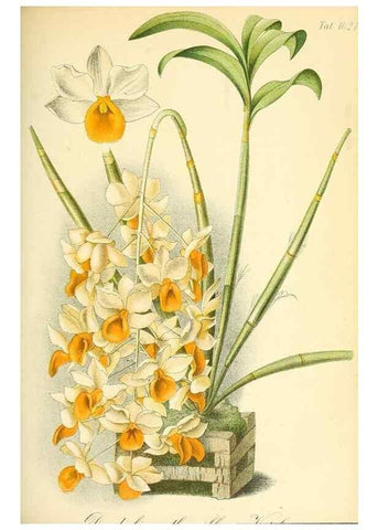 Reproducción/Reproduction 49717085902: Gartenflora.. Erlangen :F. Enke,1852-1940.. 