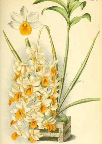 Reproducción/Reproduction 49717085902: Gartenflora.. Erlangen :F. Enke,1852-1940.. 