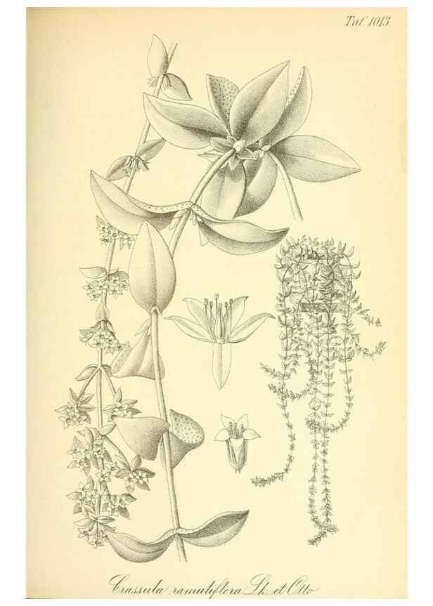 Reproducción/Reproduction 49717083152: Gartenflora.. Erlangen :F. Enke,1852-1940.. 