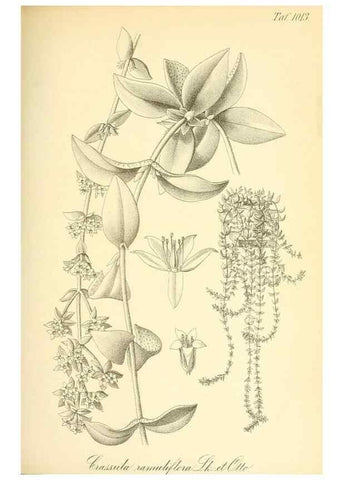 Reproducción/Reproduction 49717083152: Gartenflora.. Erlangen :F. Enke,1852-1940.. 
