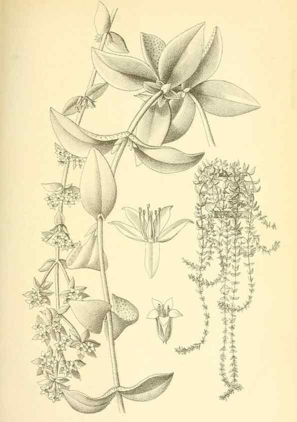 Reproducción/Reproduction 49717083152: Gartenflora.. Erlangen :F. Enke,1852-1940.. 