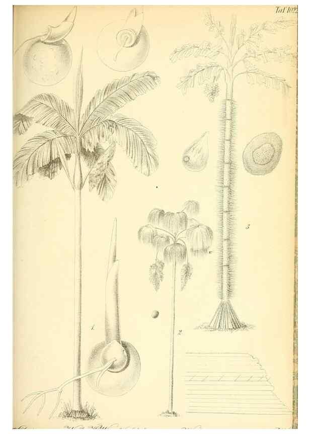 Reproducción/Reproduction 49716231083: Gartenflora.. Erlangen :F. Enke,1852-1940.. 