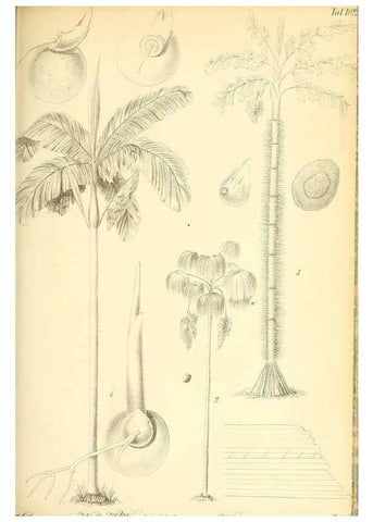 Reproducción/Reproduction 49716231083: Gartenflora.. Erlangen :F. Enke,1852-1940.. 