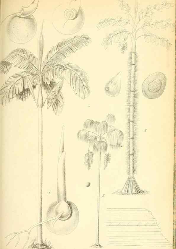 Reproducción/Reproduction 49716231083: Gartenflora.. Erlangen :F. Enke,1852-1940.. 