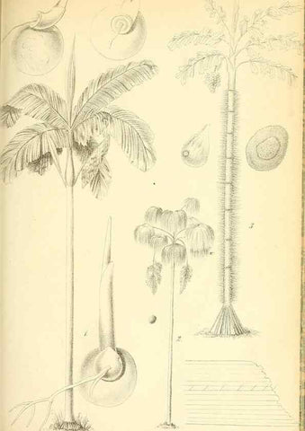 Reproducción/Reproduction 49716231083: Gartenflora.. Erlangen :F. Enke,1852-1940.. 