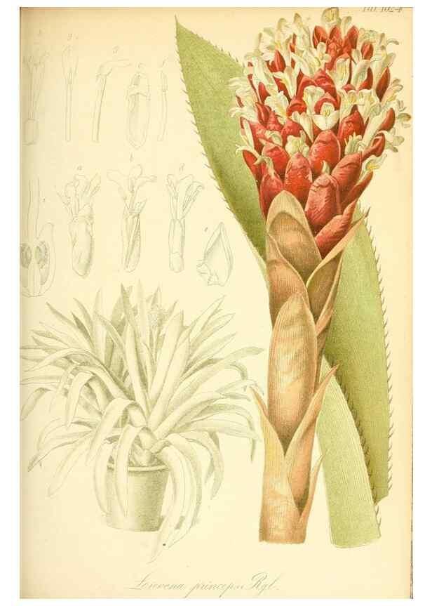 Reproducción/Reproduction 49717086902: Gartenflora.. Erlangen :F. Enke,1852-1940.. 