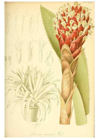 Reproducción/Reproduction 49717086902: Gartenflora.. Erlangen :F. Enke,1852-1940.. 
