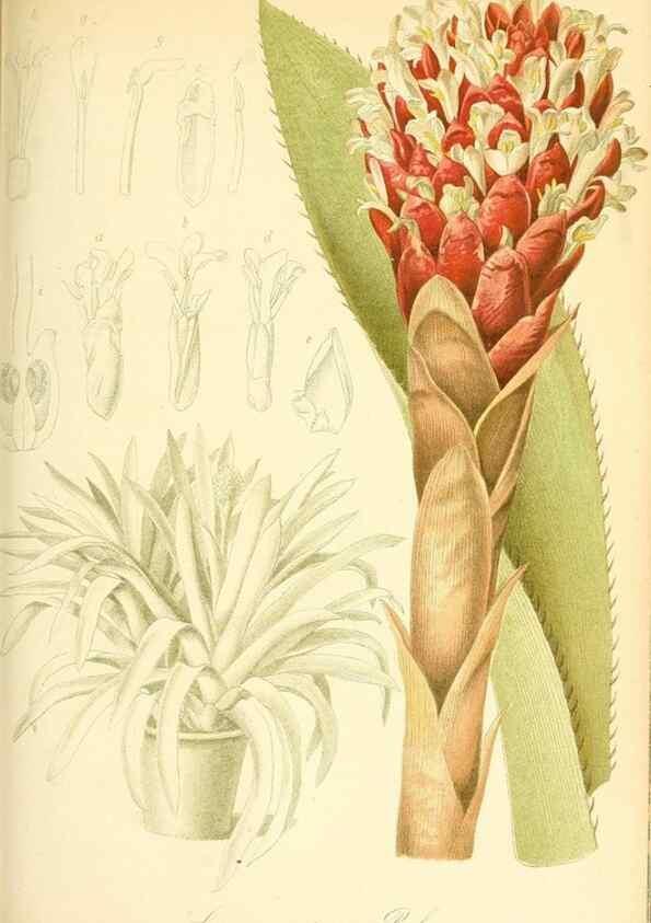 Reproducción/Reproduction 49717086902: Gartenflora.. Erlangen :F. Enke,1852-1940.. 