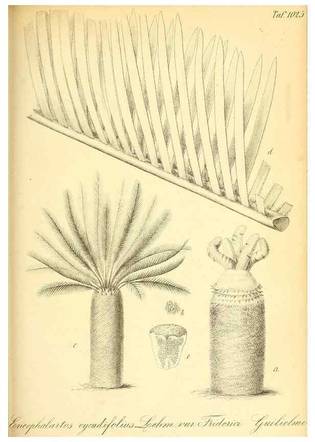Reproducción/Reproduction 49716232003: Gartenflora.. Erlangen :F. Enke,1852-1940.. 