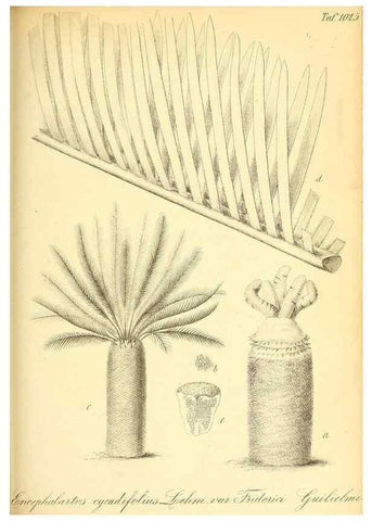 Reproducción/Reproduction 49716232003: Gartenflora.. Erlangen :F. Enke,1852-1940.. 