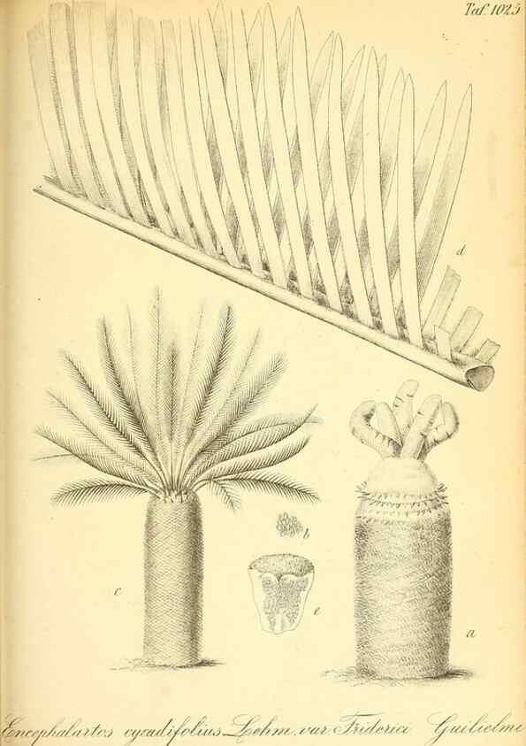 Reproducción/Reproduction 49716232003: Gartenflora.. Erlangen :F. Enke,1852-1940.. 