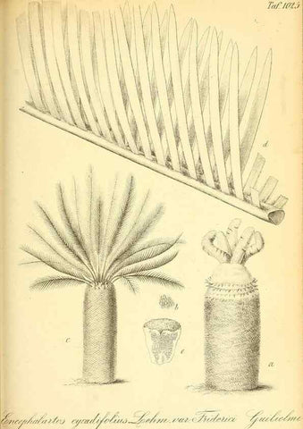 Reproducción/Reproduction 49716232003: Gartenflora.. Erlangen :F. Enke,1852-1940.. 