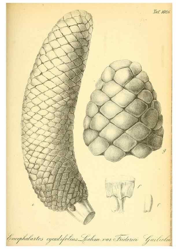 Reproducción/Reproduction 49717087652: Gartenflora.. Erlangen :F. Enke,1852-1940.. 