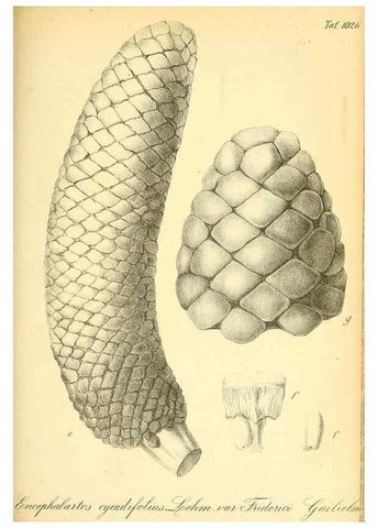 Reproducción/Reproduction 49717087652: Gartenflora.. Erlangen :F. Enke,1852-1940.. 