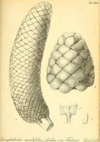 Reproducción/Reproduction 49717087652: Gartenflora.. Erlangen :F. Enke,1852-1940.. 