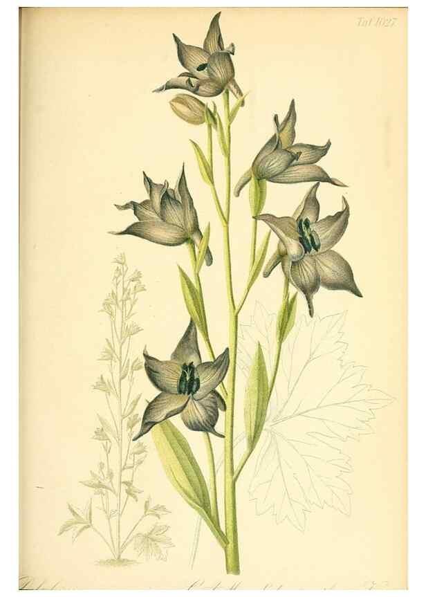 Reproducción/Reproduction 49717087957: Gartenflora.. Erlangen :F. Enke,1852-1940.. 