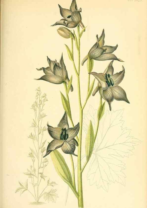 Reproducción/Reproduction 49717087957: Gartenflora.. Erlangen :F. Enke,1852-1940.. 