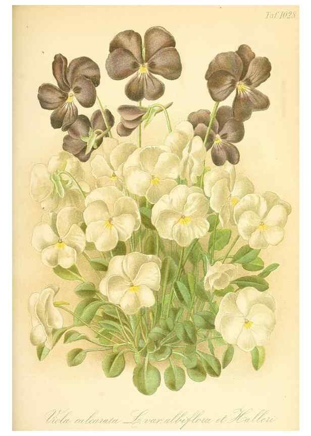 Reproducción/Reproduction 49717088327: Gartenflora.. Erlangen :F. Enke,1852-1940.. 