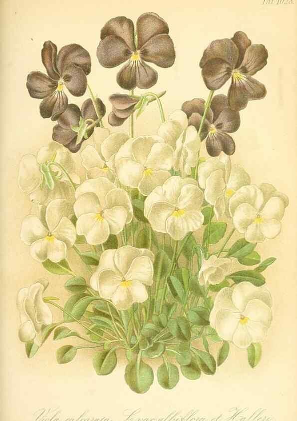Reproducción/Reproduction 49717088327: Gartenflora.. Erlangen :F. Enke,1852-1940.. 
