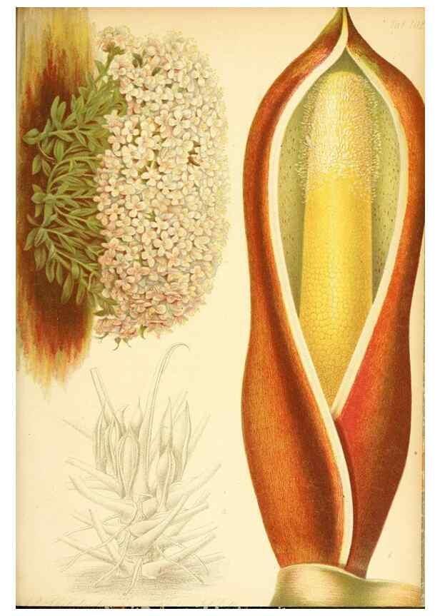 Reproducción/Reproduction 49716773716: Gartenflora.. Erlangen :F. Enke,1852-1940.. 
