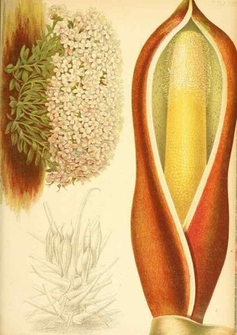 Reproducción/Reproduction 49716773716: Gartenflora.. Erlangen :F. Enke,1852-1940.. 
